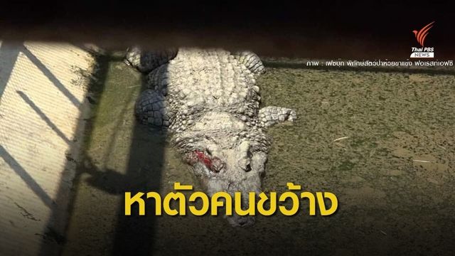  ให้หมื่นบาท! หาตัวคนขว้างจระเข้เจ็บ 4 ตัว