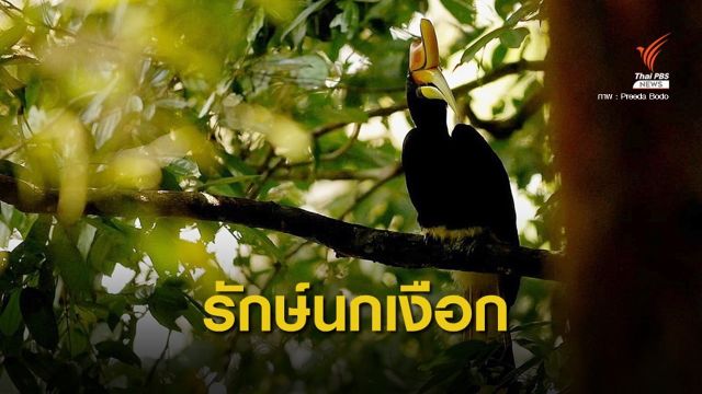 “ปรีดา” ทุ่มเททั้งชีวิตพิทักษ์นกเงือกเขาบูโด