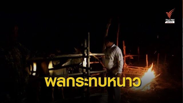 อากาศหนาว เกษตรกรอีสานก่อกองไฟให้วัวป้องกันหนาวตาย แต่ส่งผลดีกับผักริมน้ำ