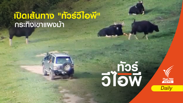 สั่งสอบ "ทัวร์วีไอพี" ลุยทุ่งดูกระทิงเขาแผงม้า