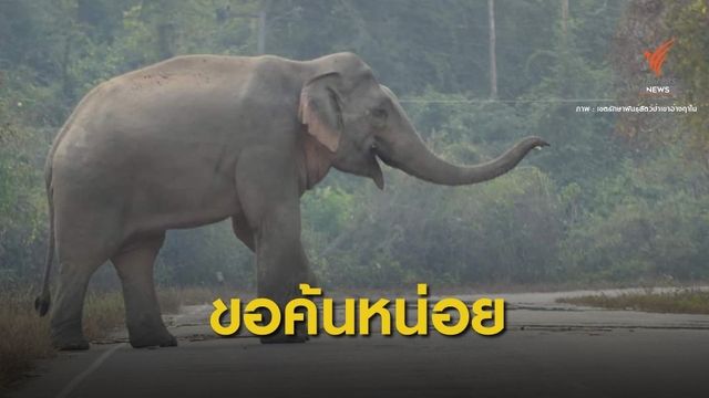 แนะเทคนิคขับพ้น "ช้างป่า"  เขาอ่างฤาไน ดักโบก-ขวาง-ค้นรถ