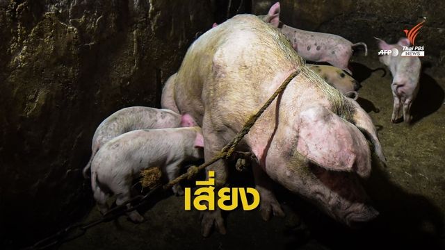 อหิวาต์แอฟริกาในสุกรเสี่ยงระบาดทั่วโลก