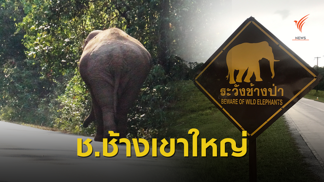 เธอจะน่ารักหรือจะร้าย รู้จัก "ช้างป่า" เขาใหญ่ ให้มากขึ้น