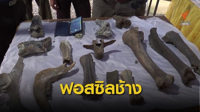 ครั้งแรก! ฟอสซิลช้างโผล่หนองน้ำคาดอายุล้านปี 