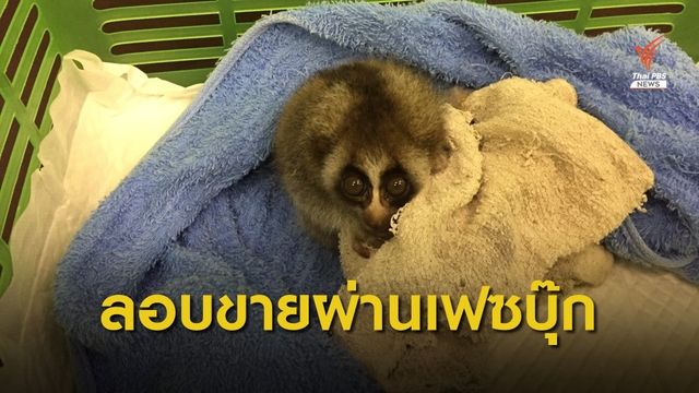 “พญาเสือ” จับเครือข่ายลอบค้าสัตว์ป่าผ่านเฟซบุ๊ก ยึดของกลาง "นาก-นางอาย-ชะนี"