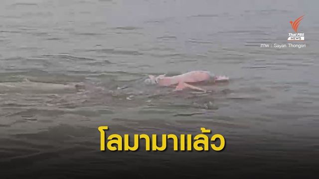 นักท่องเที่ยวตื่นเต้น "โลมา" อวดโฉมริมหาดม่วงงาม 