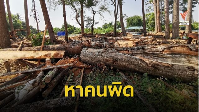 จี้หาคนผิด ปมลอบตัดไม้หวงห้ามวัดท่าทราย