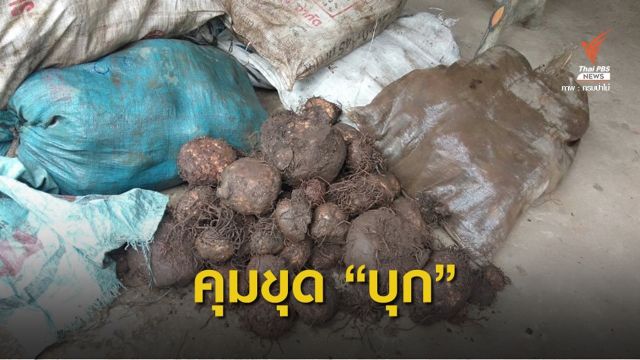 ชง 7 กฎเหล็กคุมลอบขุด "บุก" จากป่า