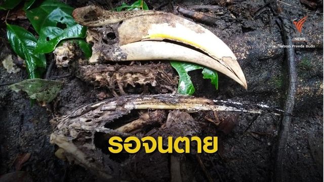 สะเทือนใจ! ซาก "แม่นกกก" ตายคาโพรง คาดพ่อนกถูกยิงตาย