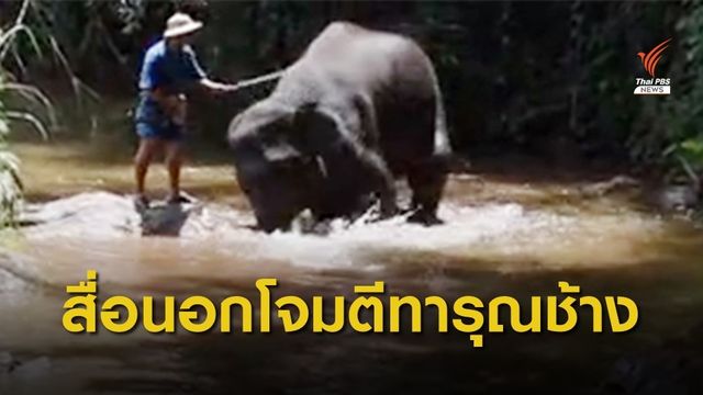 ปางช้างแม่สา จ.เชียงใหม่ ชี้แจง หลังสื่อนอกโจมตีทารุณช้าง