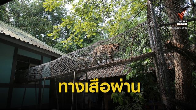 เสือดาว "อรินทร์-อารัญ" กับทางลอยฟ้าแห่งแรกของห้วยขาแข้ง
