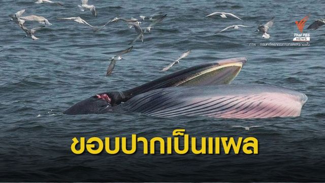 พบวาฬบรูด้า "แม่ทองดี" มีแผลเหวอะที่ขอบปาก