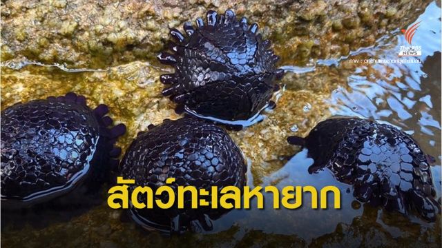 ครั้งแรก! "หอยเม่นหมวกกันน็อค" โผล่เกาะสิมิลัน