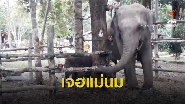 เปิดตัว "พังดอกรัก" ช้างแม่รับชบาแก้ว