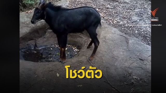หายาก  "เลียงผา" โชว์ตัวที่ป่าภูหลวง