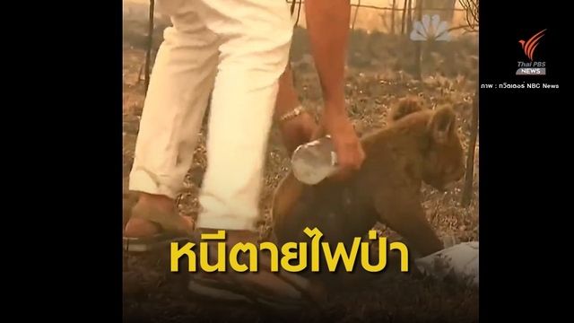 วินาทีช่วยชีวิต "ลูกหมีโคอาล่า" รอดไฟป่า 