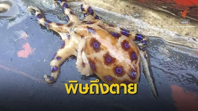 เตือน "หมึกสายวงน้ำเงิน" โผล่ทะเล​ จ.ชุมพร