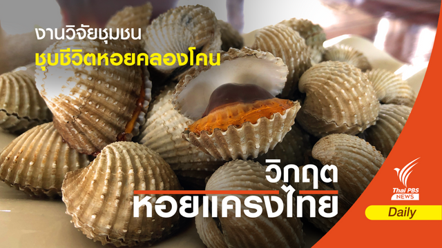 งานวิจัยชุมชน ชุบชีวิต "หอยคลองโคน " 