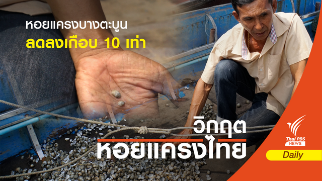 หอยแครงบางตะบูน จ.เพชรบุรี ผลผลิตลดลงเกือบ 10 เท่า  