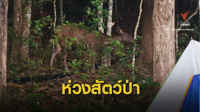 "เขาใหญ่" แจงเปิดจุดกางเต็นท์เพิ่ม-นักท่องเที่ยวล้น 