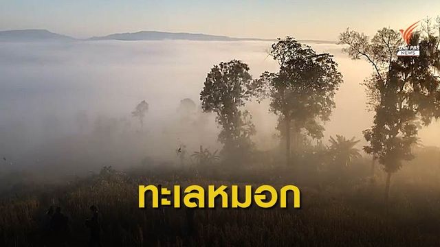 นักท่องเที่ยวแห่ชมทะเลหมอกยามเช้าที่ "ภูค้อ" 