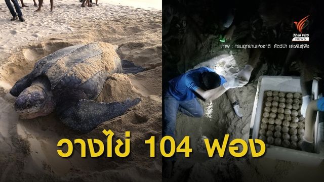"เต่ามะเฟือง" ขึ้นวางไข่ชายหาดท้ายเหมือง จ.พังงา