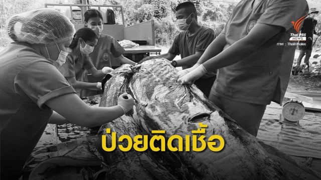 ชันสูตรซาก "วาฬเพชฌฆาตดำ" พบติดเชื้อ-อวัยวะล้มเหลว 