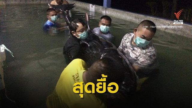 "วาฬเพชฌฆาตดำ" เกยตื้นหาดพัทยาตายแล้ว 