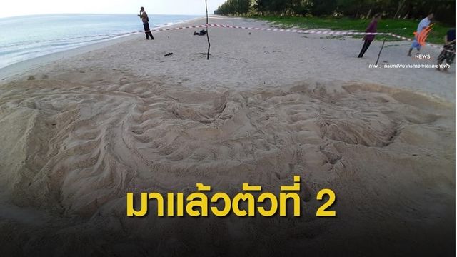 ข่าวดี! แม่เต่ามะเฟืองตัวที่ 2 วางไข่หาดบ่อดาน จ.พังงา 