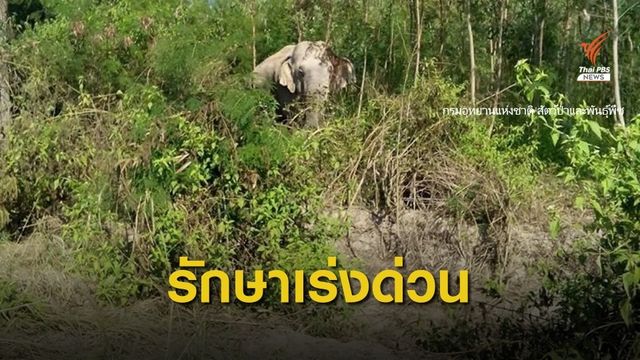 พบช้างป่าบาดเจ็บ คาดต่อสู้กัน  จ.นครราชสีมา 