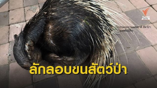 จับหญิงชาวลาวพร้อมยึดซากเม่น จุดผ่อนปรน จ.เชียงราย