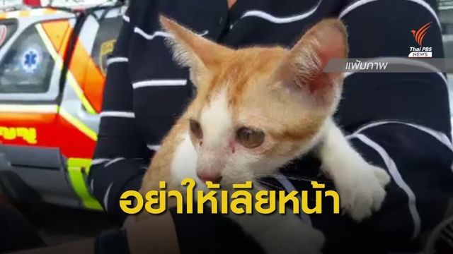 เตือนให้ "แมวเลียหน้า" อาจอันตรายถึงขั้นเสียชีวิต