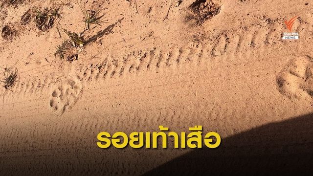 ตื่นเต้น! นักท่องเที่ยวเจอเสือโคร่งในอุทยานฯ ปางสีดา 