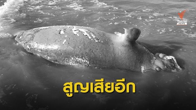 ตายตัวที่ 23 ของปีซาก "พะยูน" ลอยเกยตื้นหาดเกาะลันตาใหญ่