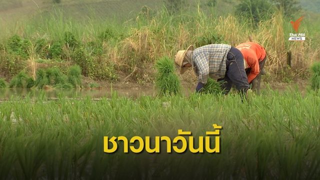 งานวิจัยชี้ "ชาวนา" หนี้เพิ่ม หลังนโยบายจำนำข้าว