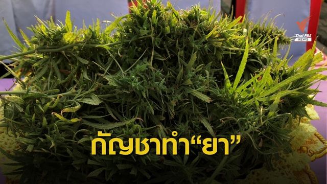 ป.ป.ส.ตรวจระบบควบคุมแปลงปลูกกัญชาทำยา และระบบคัดกรองผู้ป่วยรับยา จ.สกลนคร 