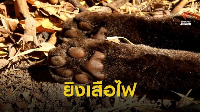 จับพรานป่ายิงเสือไฟแม่ลูกอ่อน สัตว์ป่าคุ้มครองในเขตภาชี​ 