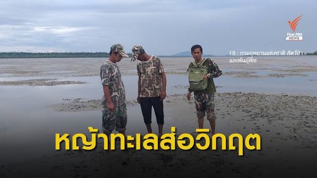 หญ้าทะเลเน่าตายวงกว้าง หวั่นกระทบอาหารพะยูน