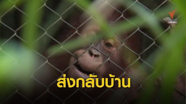 ส่งกลับ "ไจแอนท์-โคลา" ลิงอุรังอุตังคืนอินโดนีเซีย 
