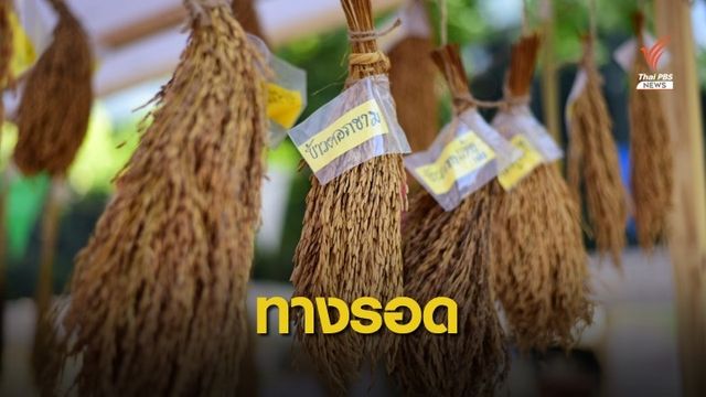 ทางเลือก - ทางรอด ข้าวไทยในตลาดโลก