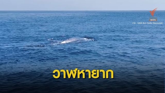 "วาฬโอมูระ" วาฬสายพันธุ์หายากโผล่เกาะสิมิลัน 