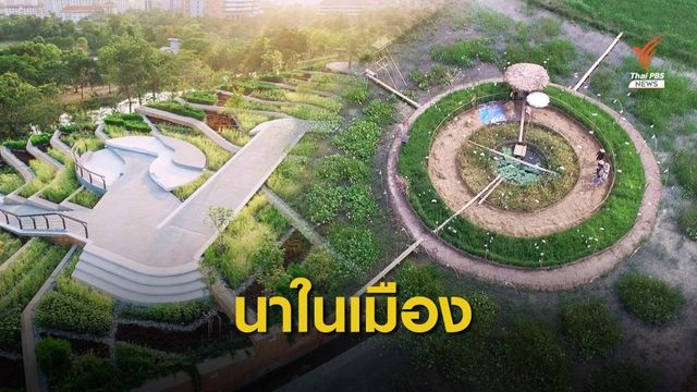นาแปลงเล็ก ในเมืองใหญ่