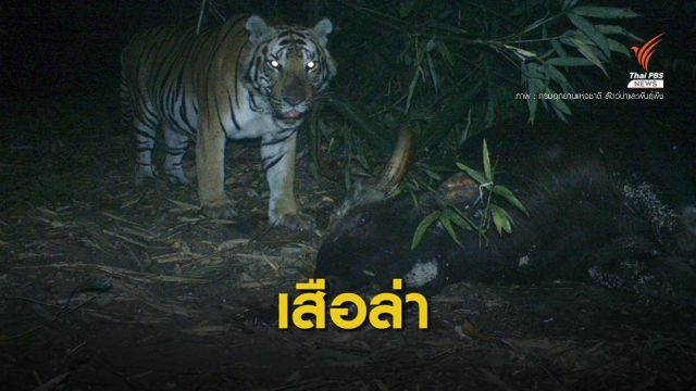 ชัดเจน! เผยคลิปเสือโคร่งล่ากระทิงในป่าแม่วงก์