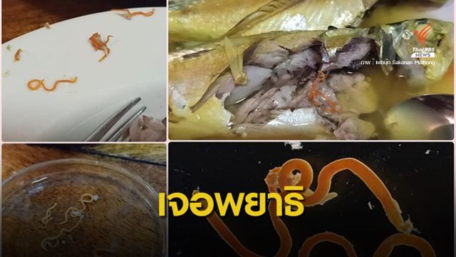 พบ "แอนิซาคิส ซิมเพล็ก" หนอนพยาธิในปลาทะเล 
