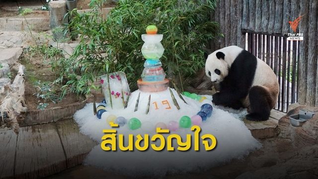 "ช่วง ช่วง" ตายแล้ว ! แพนด้าขวัญใจชาวไทย