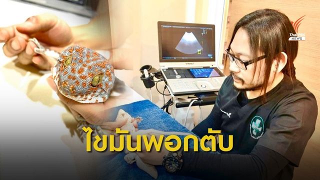 สัตวแพทย์เผย "ตุ๊กแกทองแดง" ป่วย ไขมันพอกตับ 