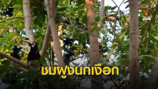 "นกเงือก" สร้างสีสันบนเกาะไหง จ.กระบี่ 