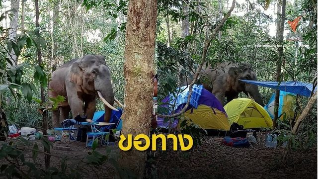 "พี่ดื้อ" ช้างเขาใหญ่แอบพังเต็นท์นักท่องเที่ยวกางนอกจุด