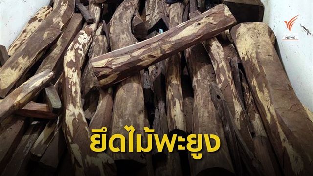 จับขบวนการค้าไม้พะยูง 100 ล้าน ซุกห้องเช่าตลาดอินโดจีน