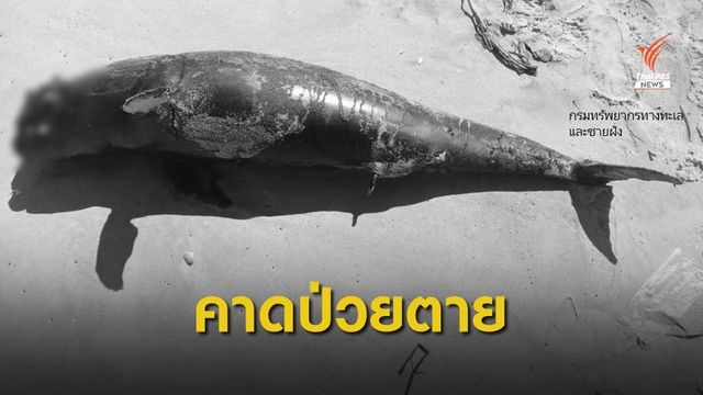 พบซากโลมาเกยตื้นชายหาดสงขลา